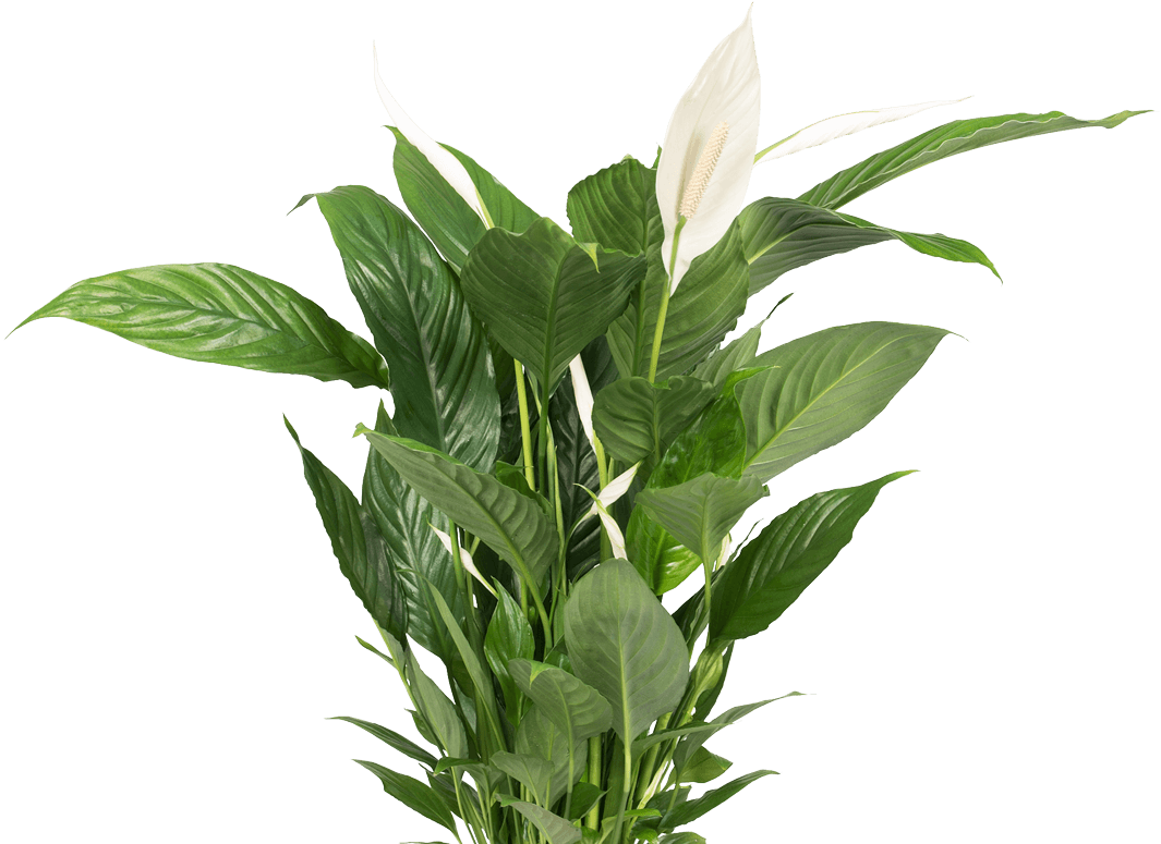 plant