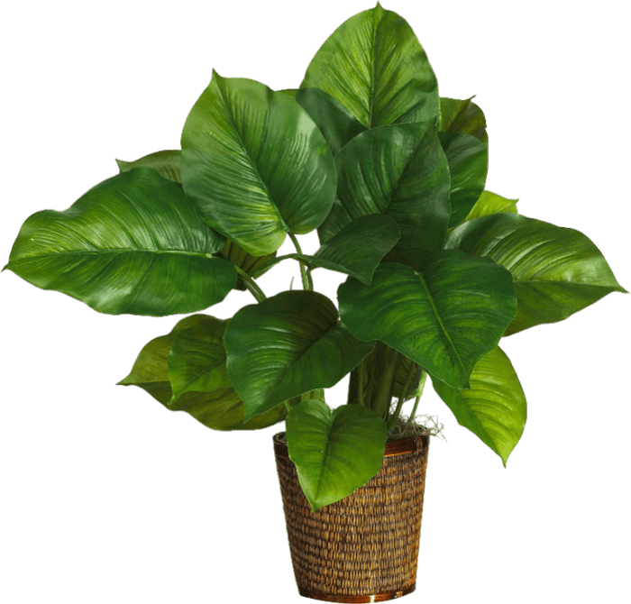 plant