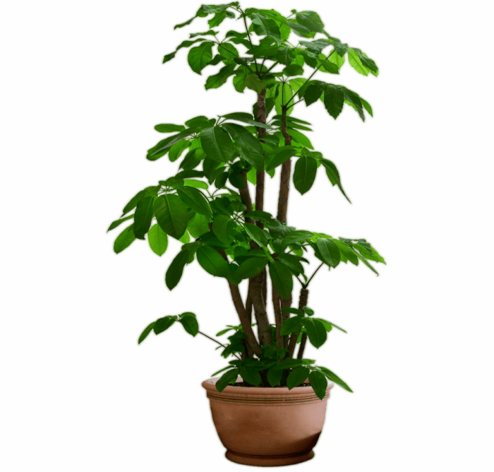 plant