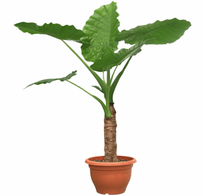 plant