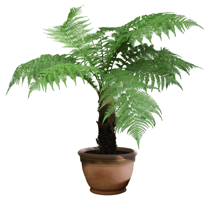 plant